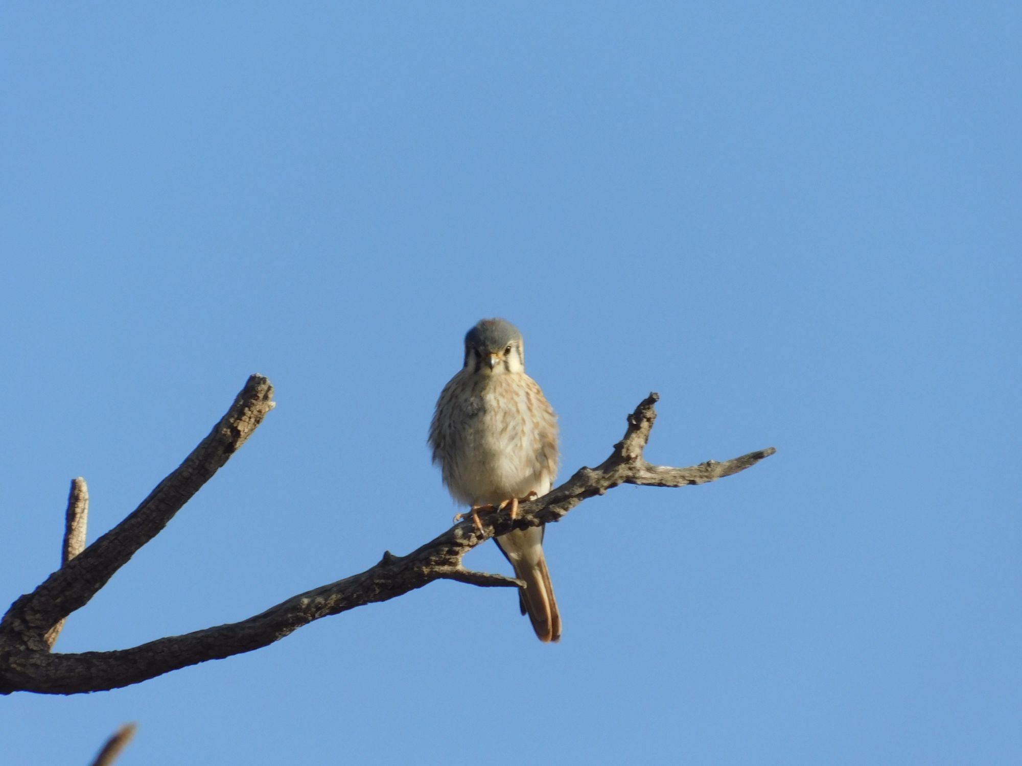 Foto de Observación de Aves (3)