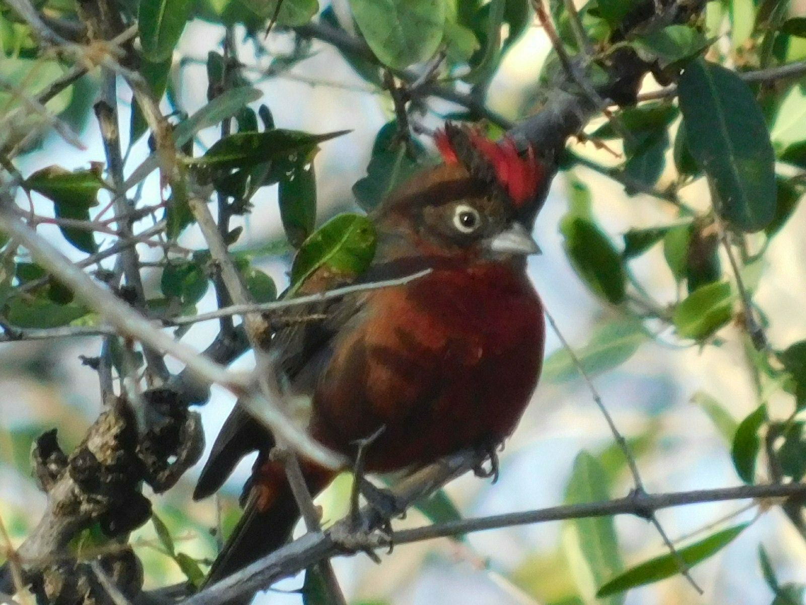 Foto de Observación de Aves (5)