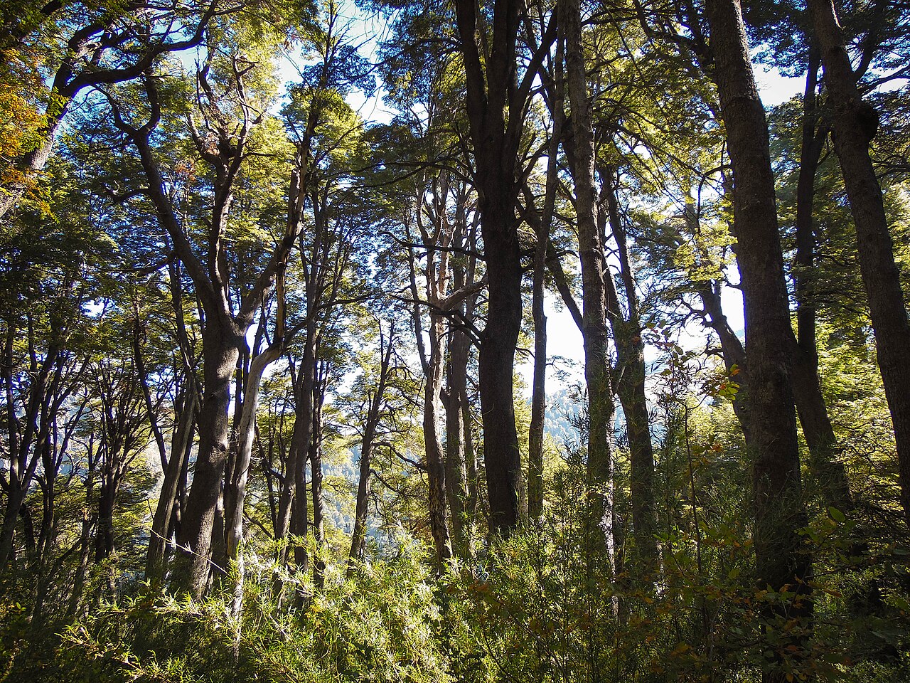 Foto de Reserva Nacional Altos de Lircay (3)