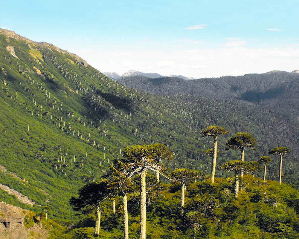 Foto de Lago Conguillío y Parque Nacional Conguillío (5)
