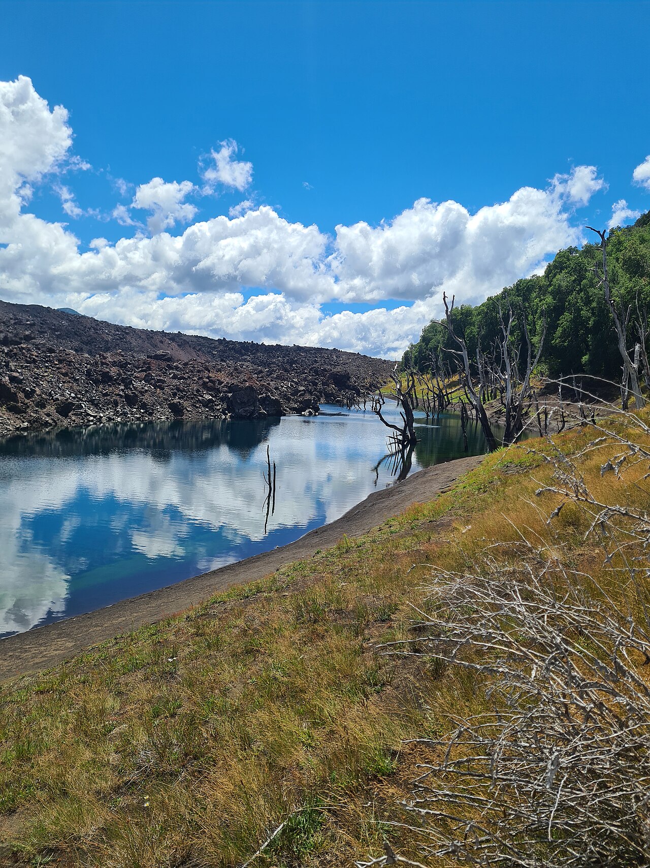 Foto de Reserva Nacional Malalcahuello (4)