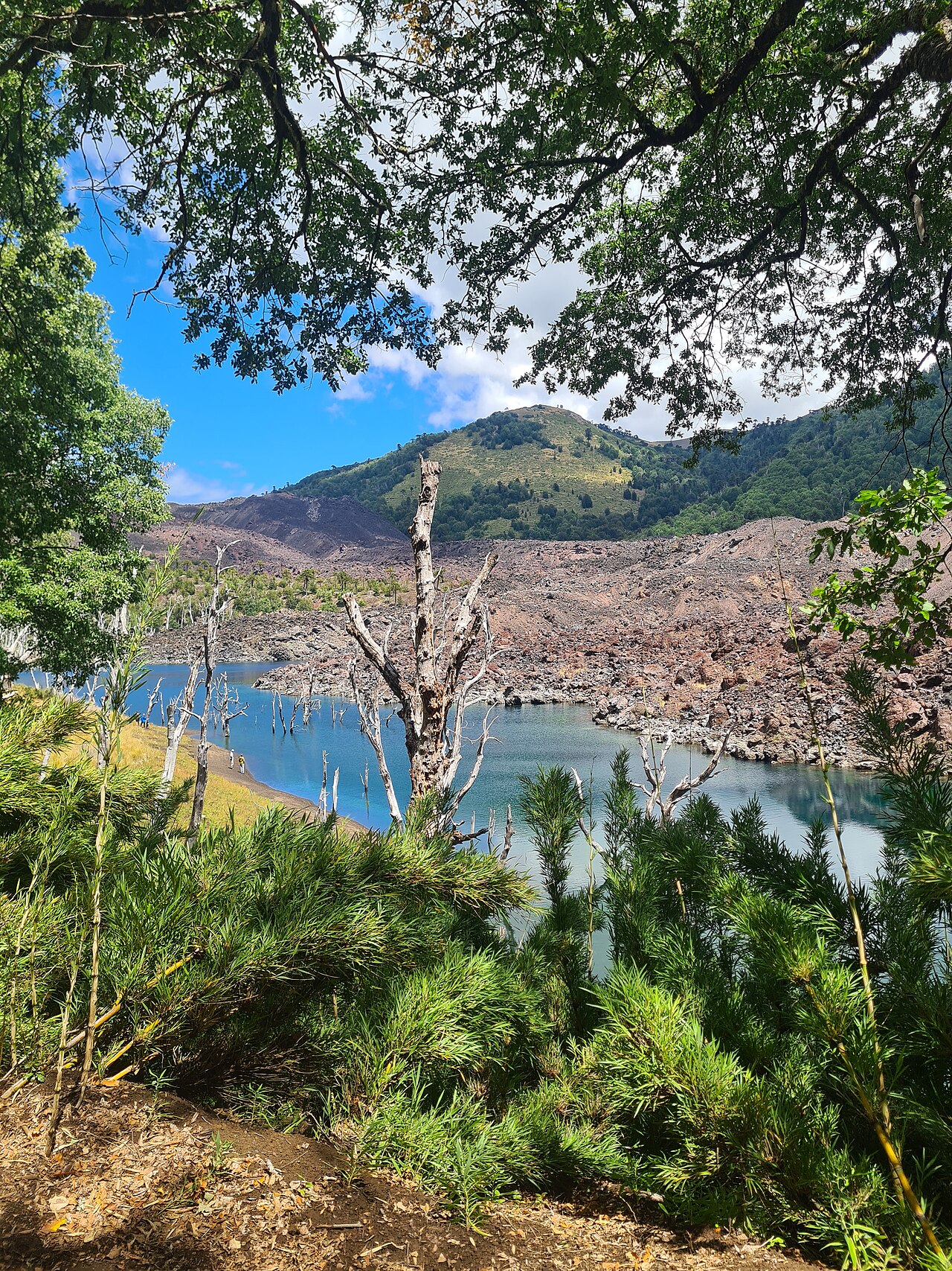 Foto de Reserva Nacional Malalcahuello (5)