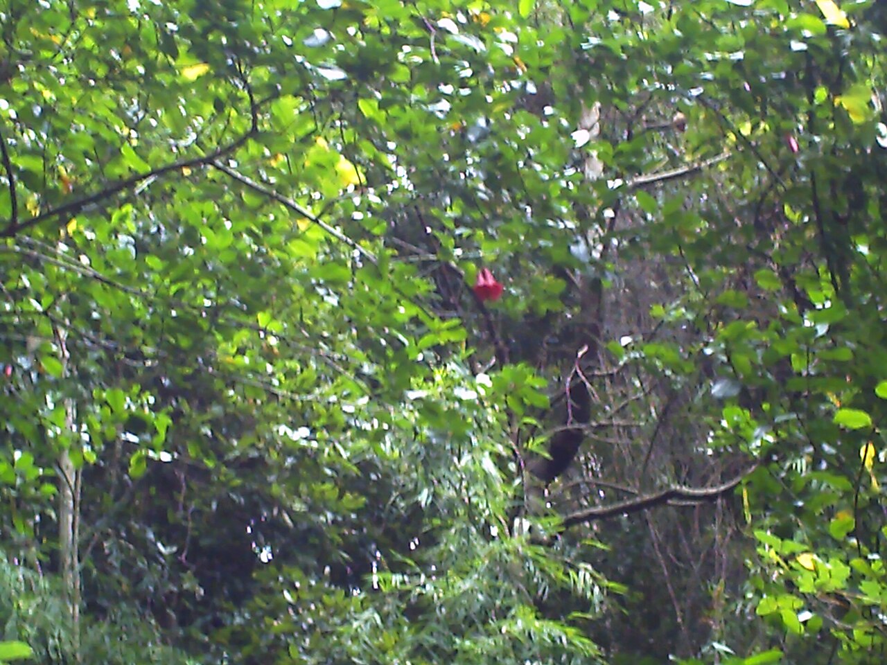 Foto de Cerro Ñielol en Temuco (4)