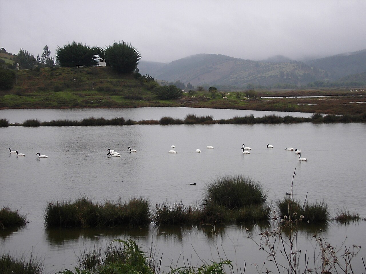Foto de Camino costero: Pichilemu → Bucalemu por Cáhuil (3)
