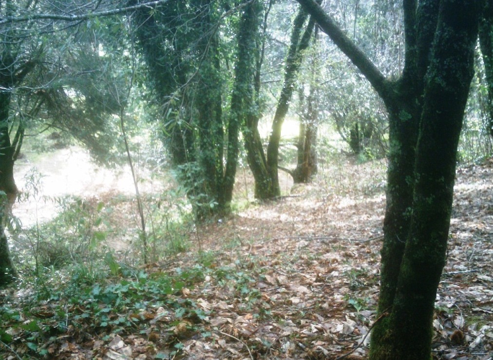 Foto de Jardín Botánico de la Universidad Austral (4)