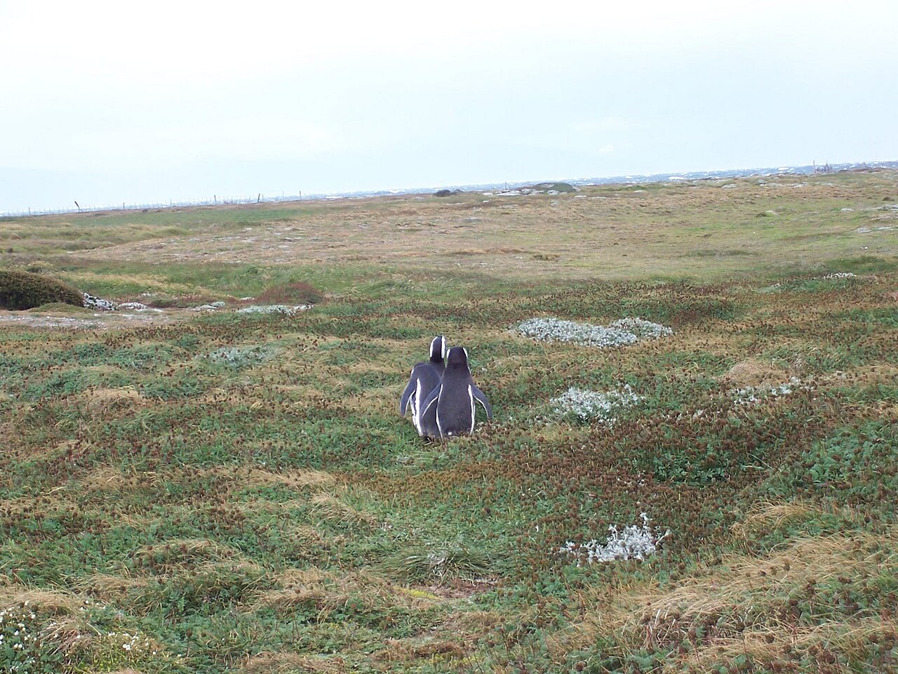 Pingüinera de Seno Otway