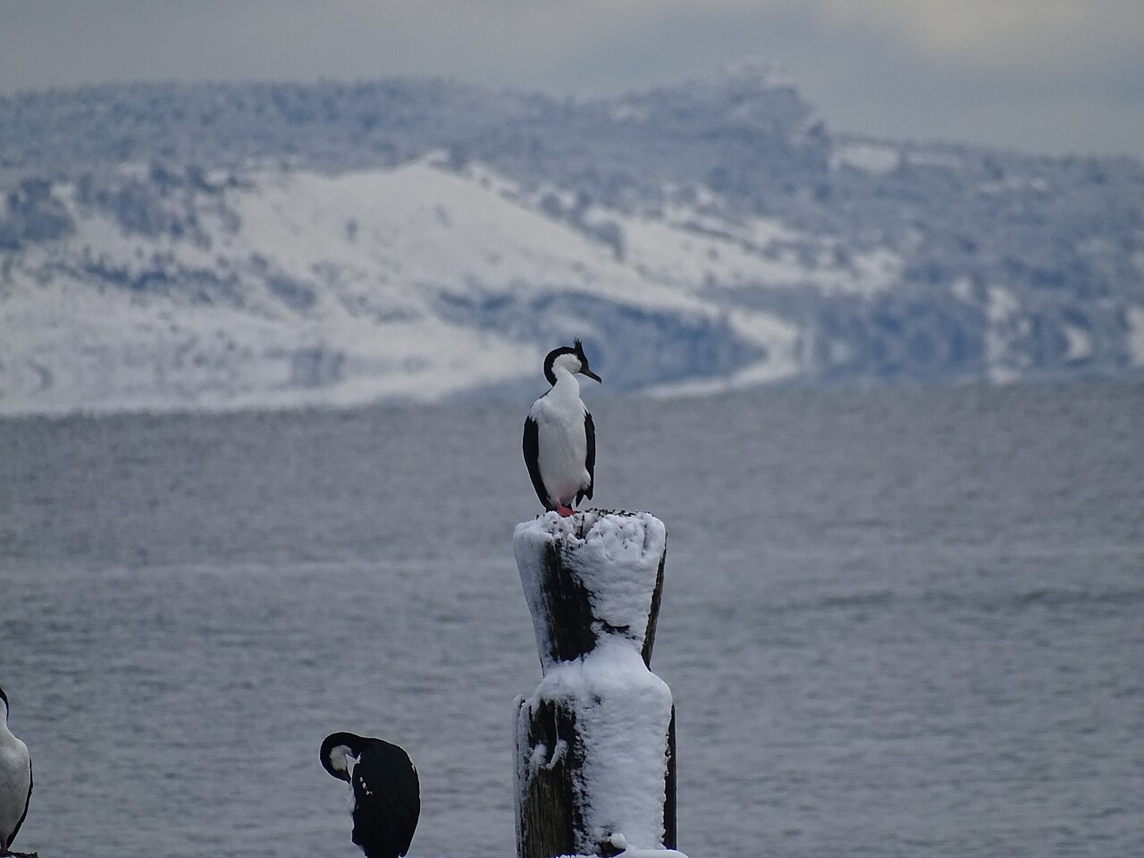 Foto de Costanera de Puerto Natales (4)