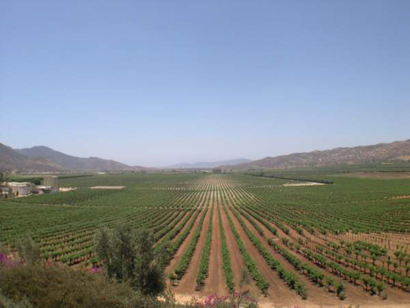 Museo de la Vid y el Vino, Valle de Guadalupe