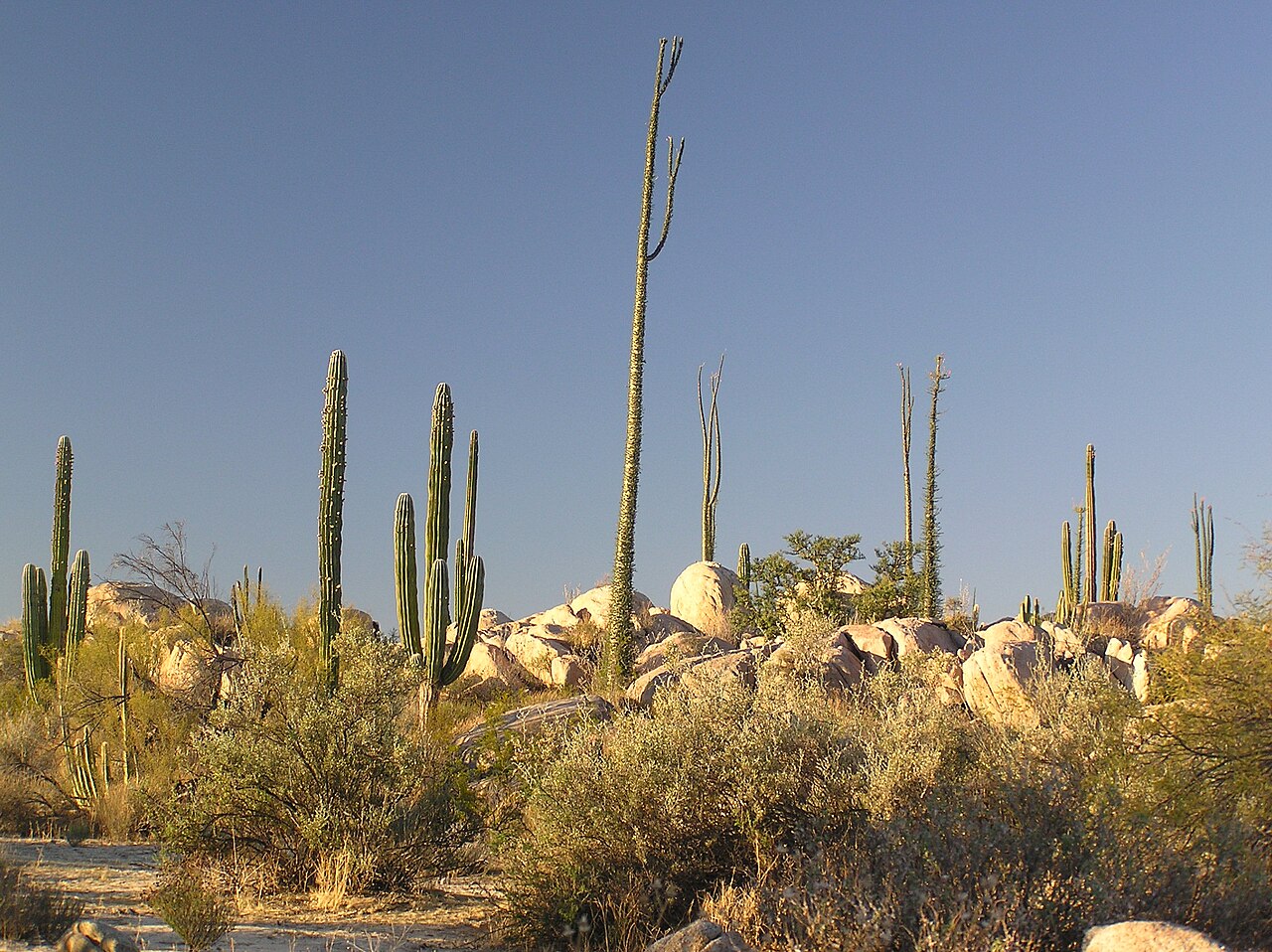 Cataviña y el desierto de los cirios
