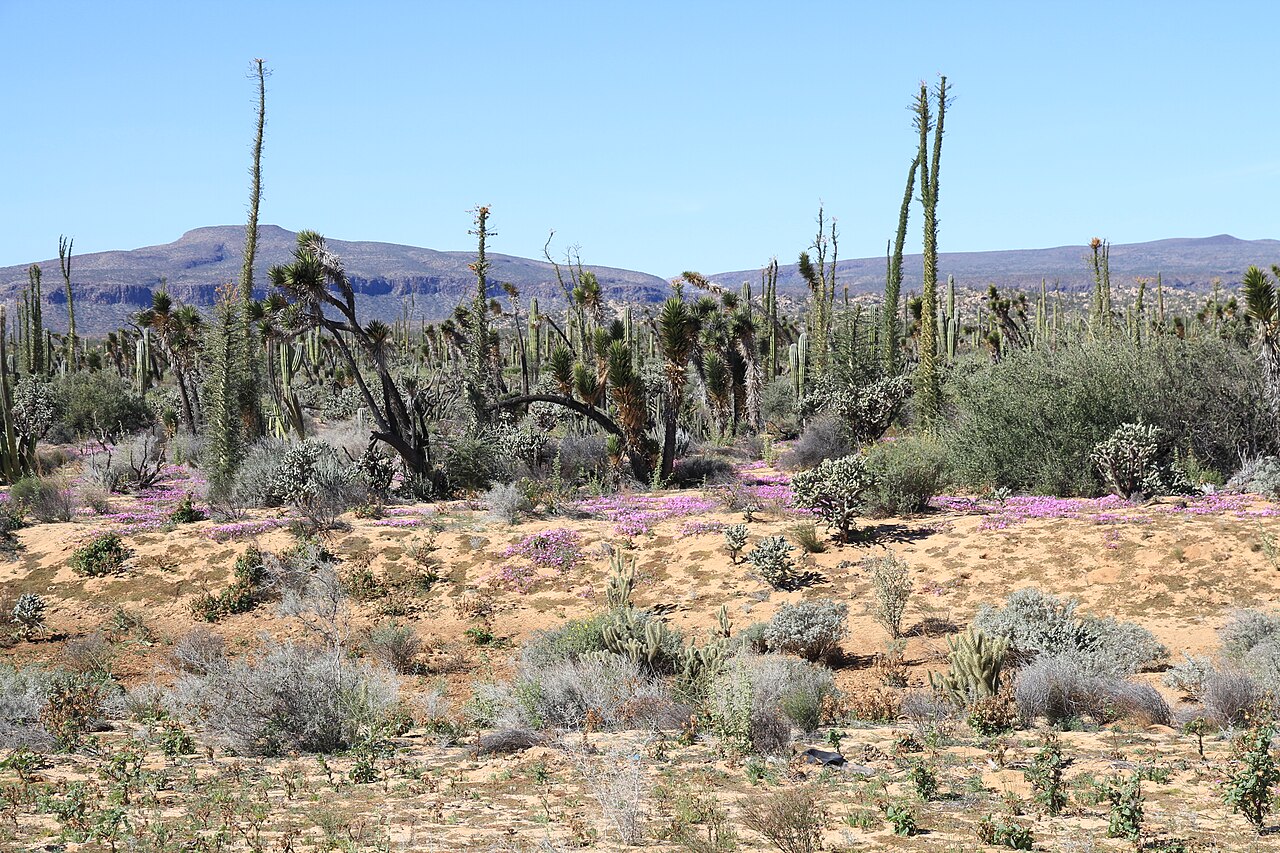 Foto de Cataviña y el desierto de los cirios (3)