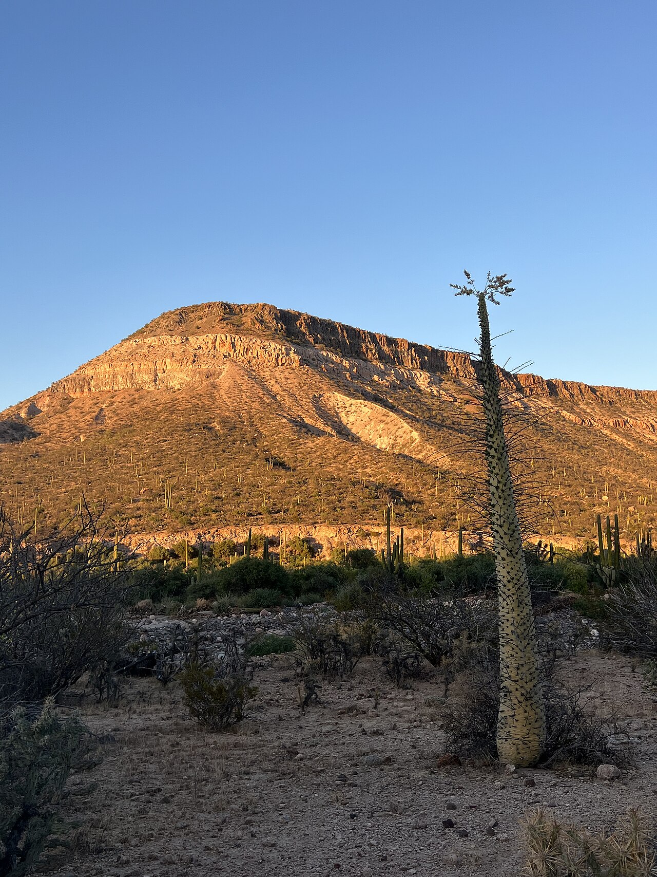 Foto de Cataviña y el desierto de los cirios (4)
