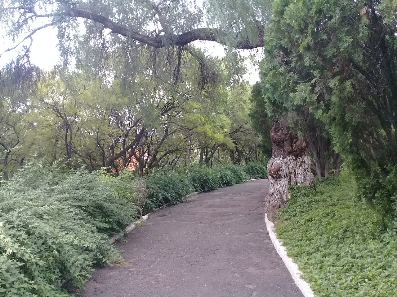 Foto de Cerro de las Campanas (4)