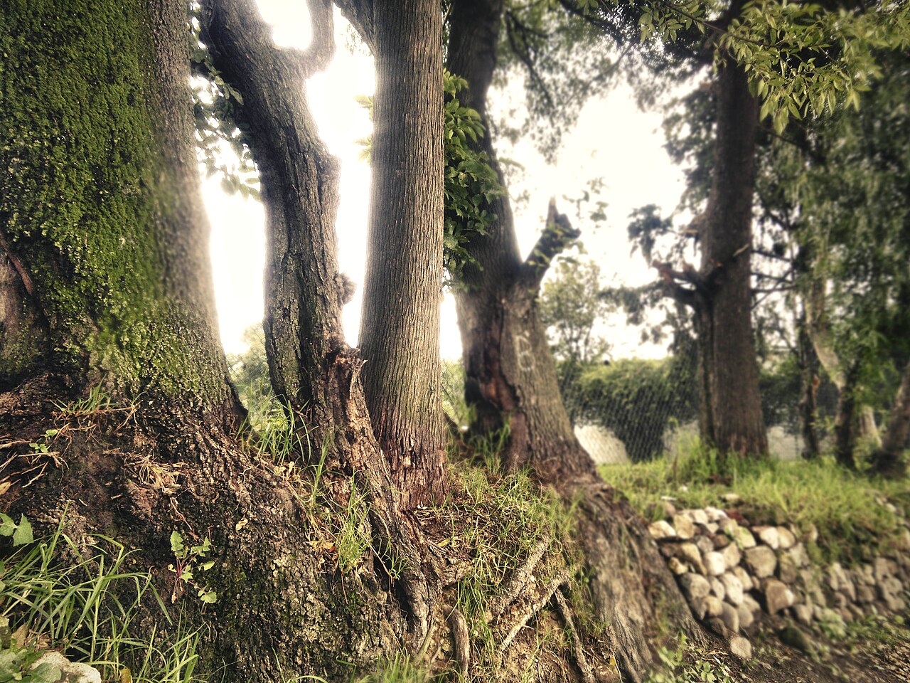 Foto de Zona arqueológica de Tizatlán (4)