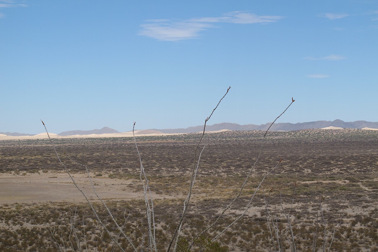 Photo of Médanos de Samalayuca (3)