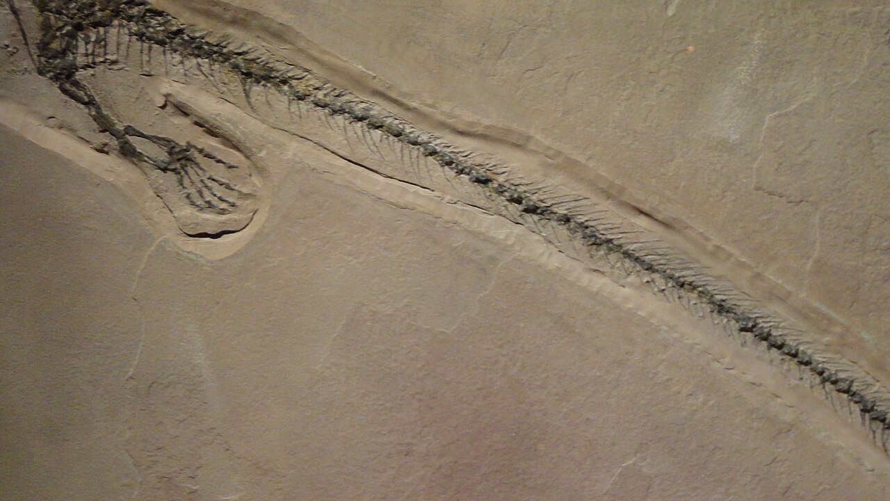 Foto de Museo del Desierto (3)