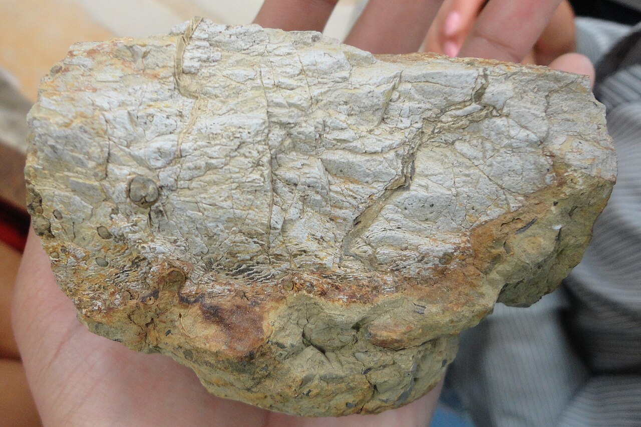 Foto de Museo del Desierto (4)