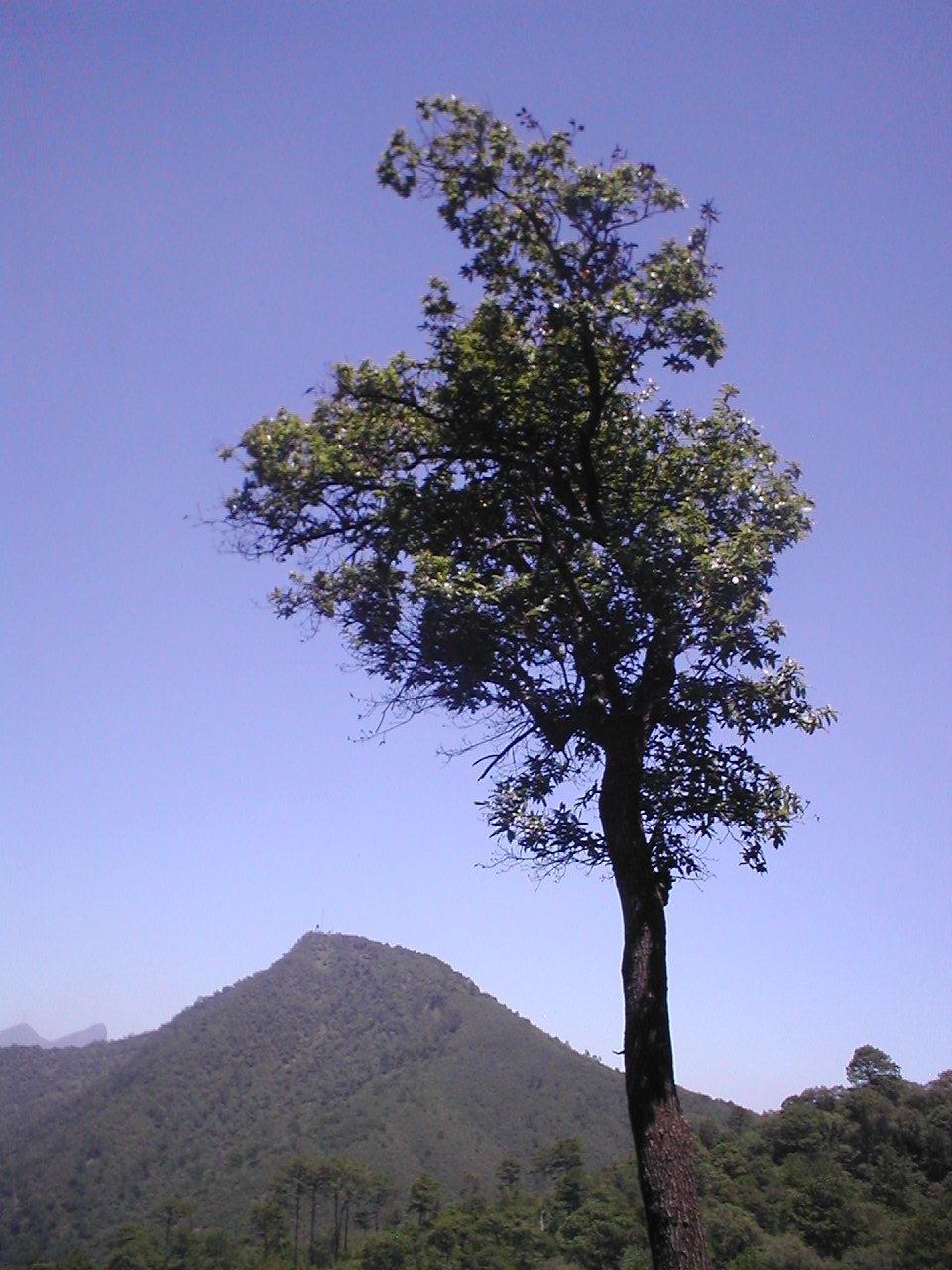 Foto de Parque Ecológico Chipinque (3)
