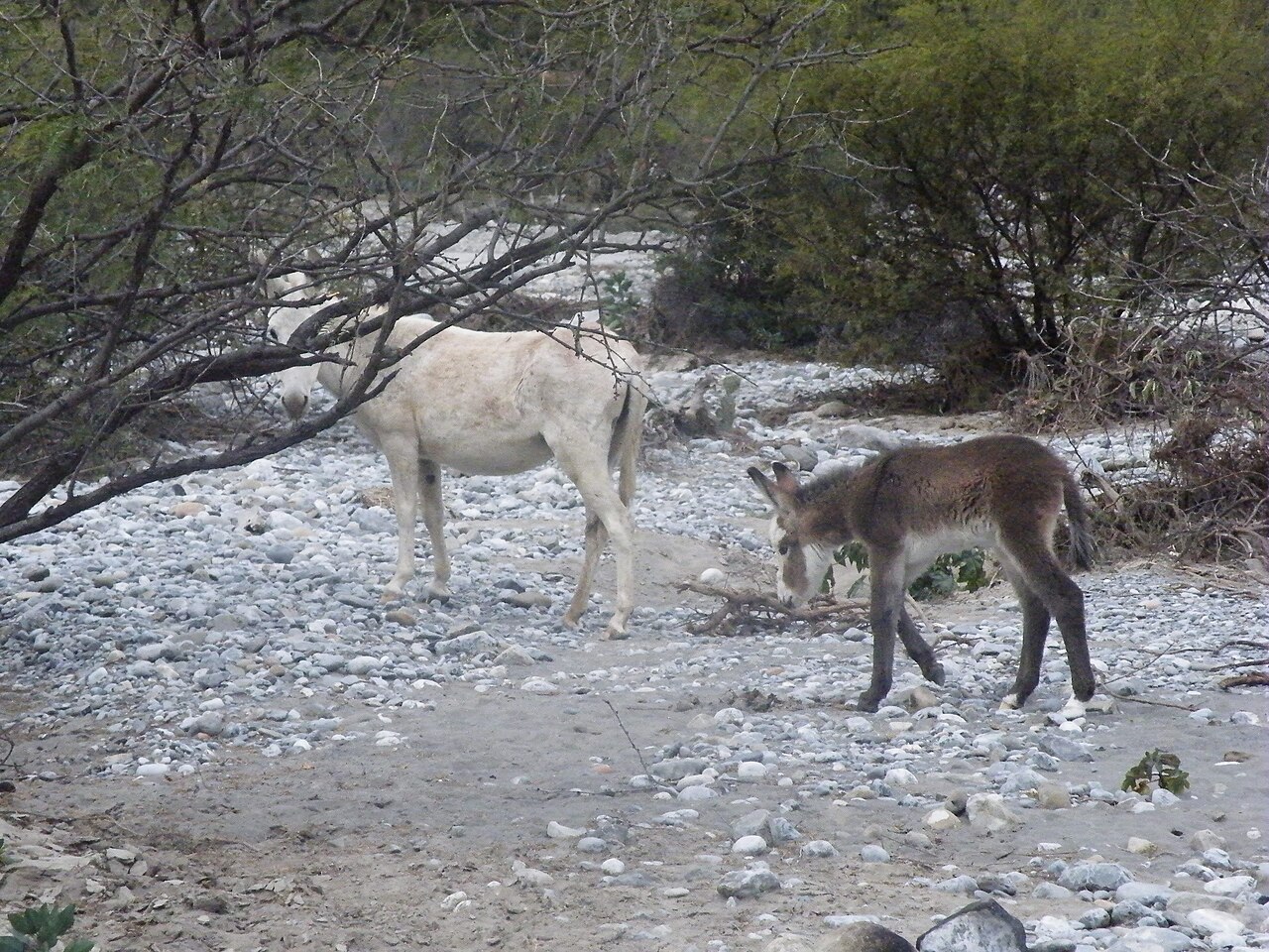 Foto de Cañón de la Huasteca (4)