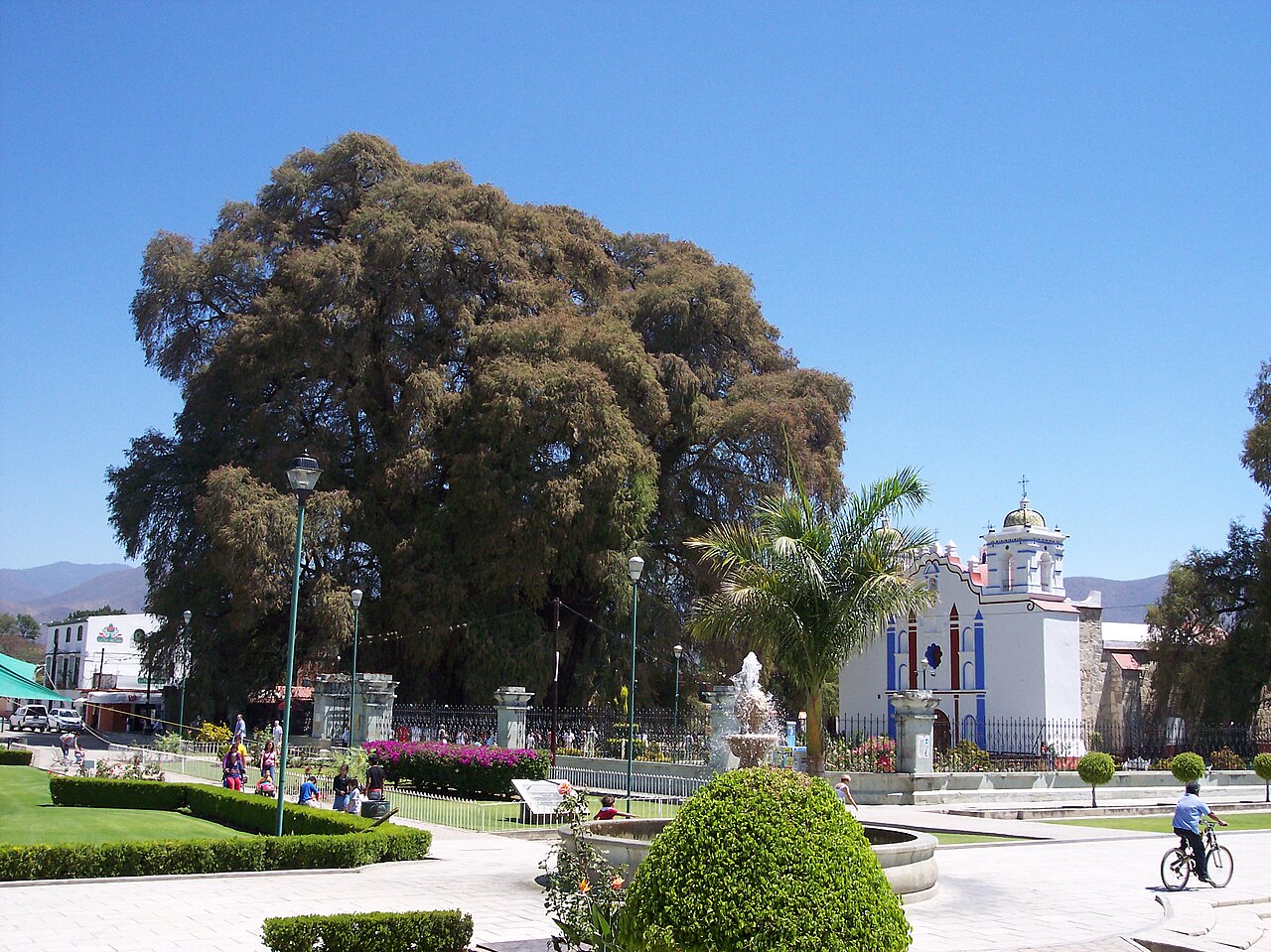 Árbol del Tule