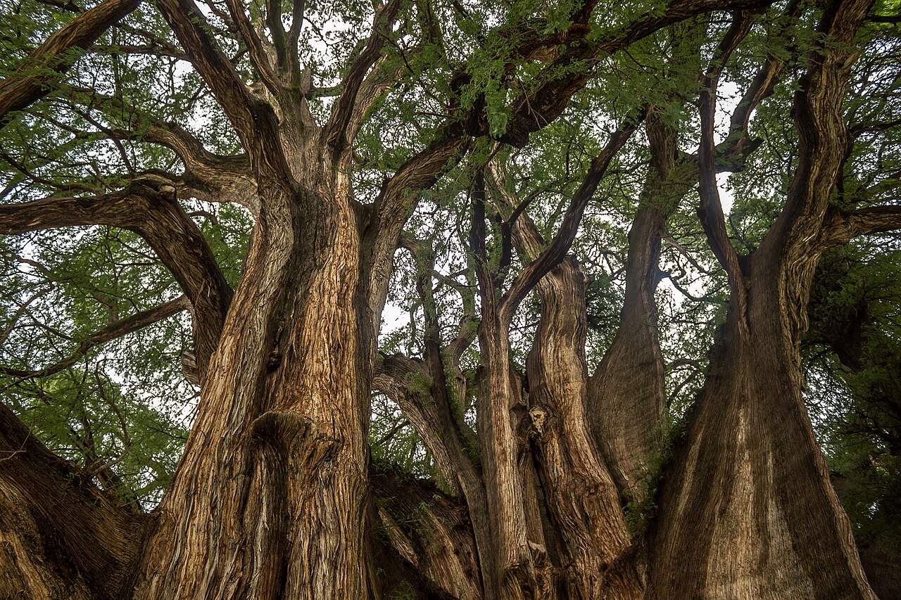 Foto de Árbol del Tule (3)