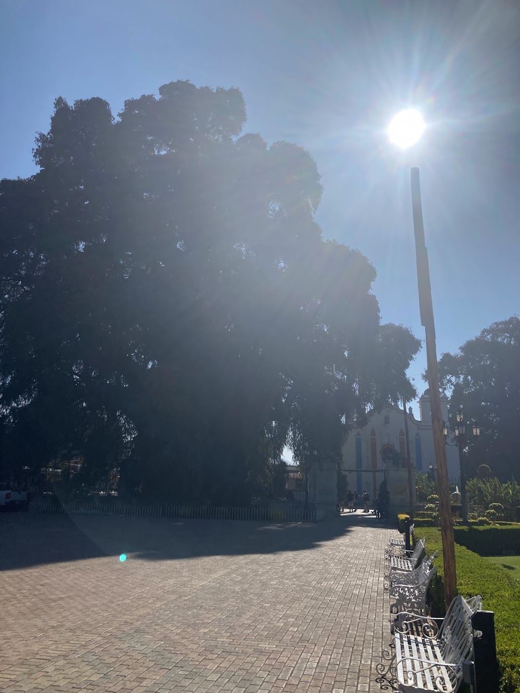 Foto de Árbol del Tule (4)