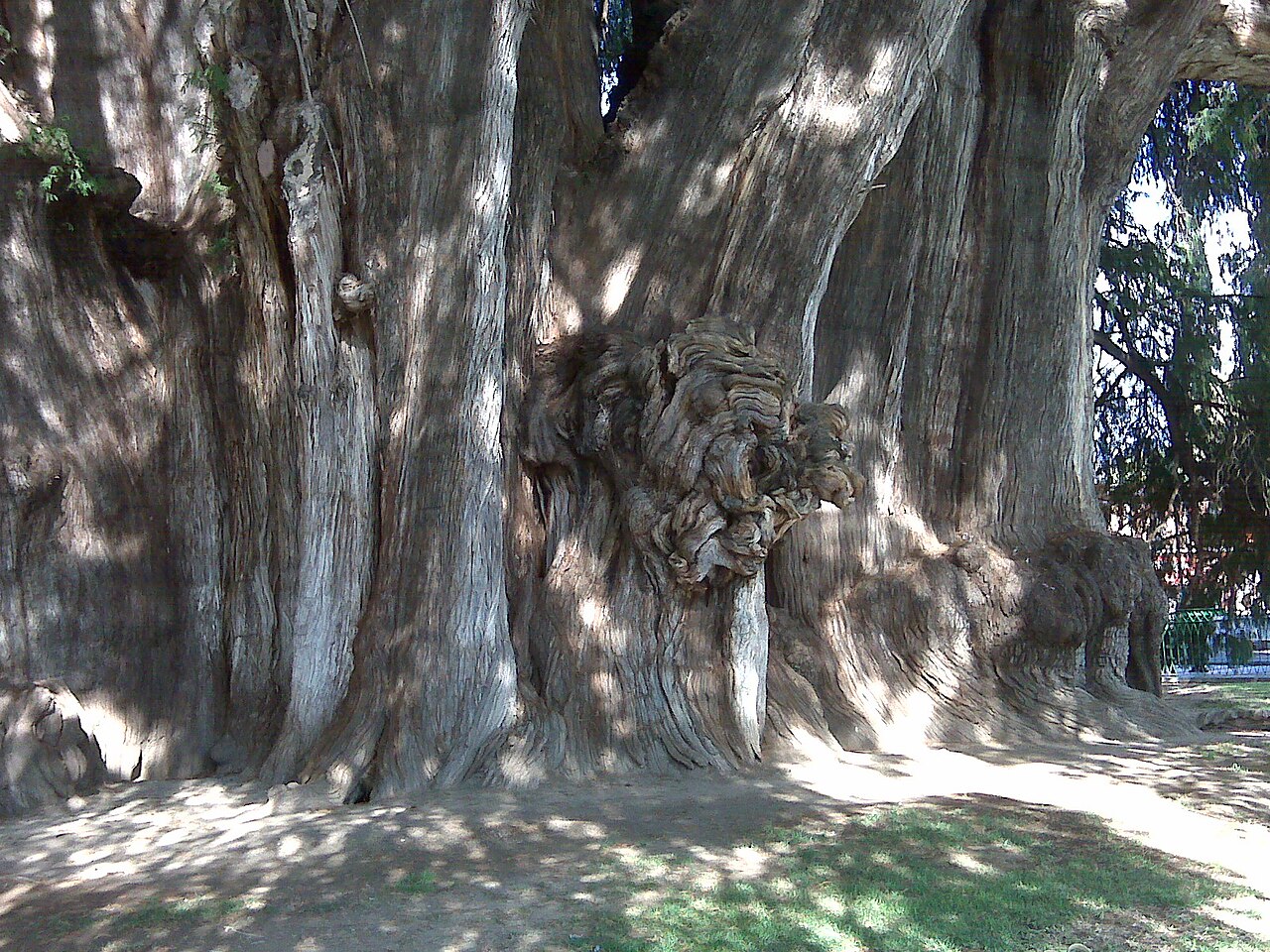 Foto de Árbol del Tule (5)