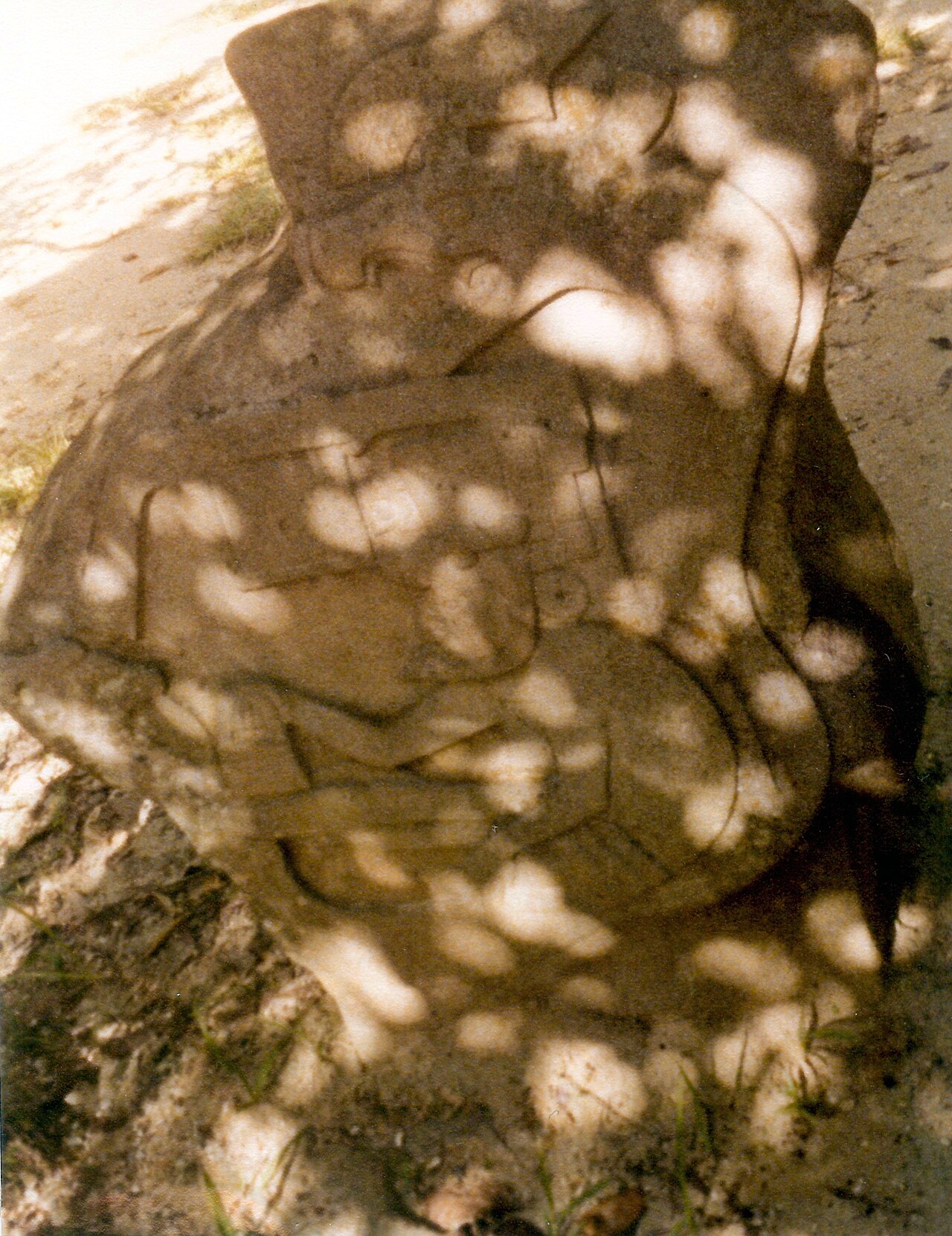 Foto de Parque-Museo La Venta (3)
