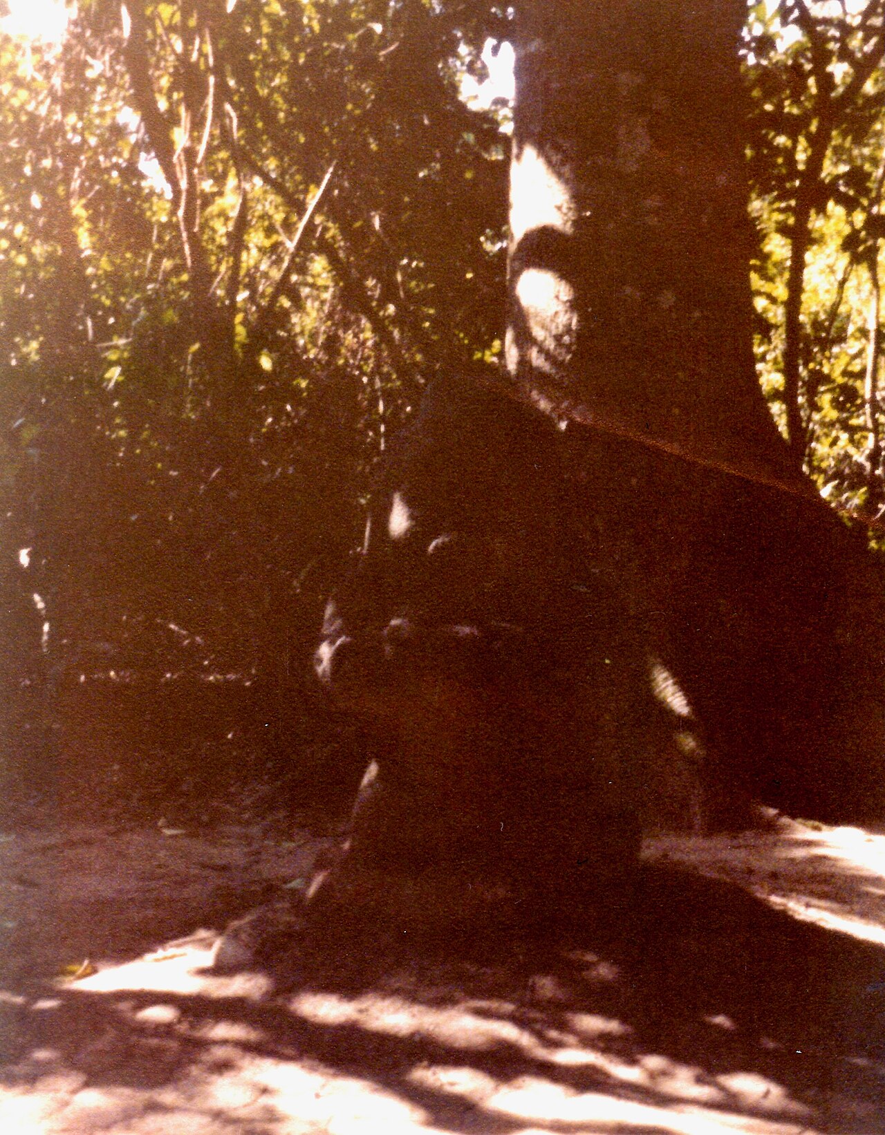 Foto de Parque-Museo La Venta (4)