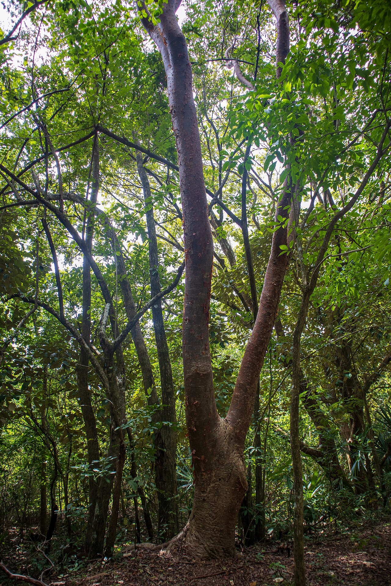 Photo of Zona arqueológica de Pomoná (3)