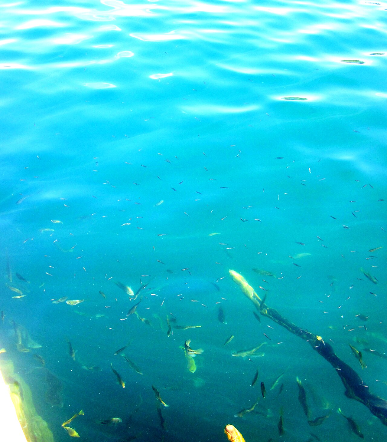 Foto de Cenote Azul de Bacalar (3)