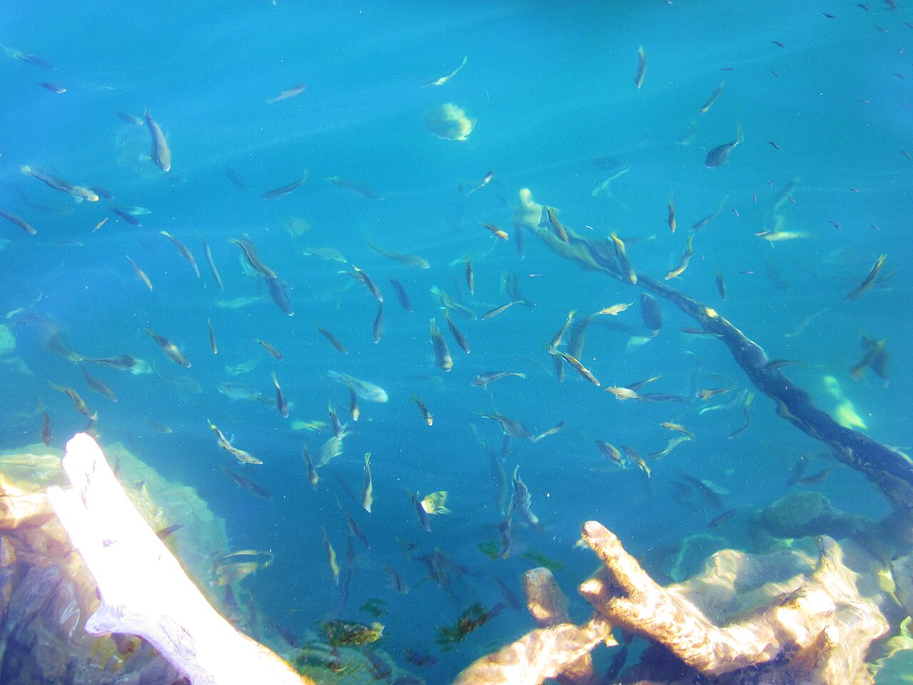 Foto de Cenote Azul de Bacalar (4)