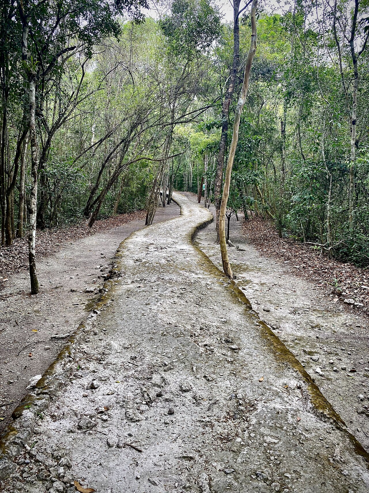 Photo of Zona arqueológica de Xpujil (3)