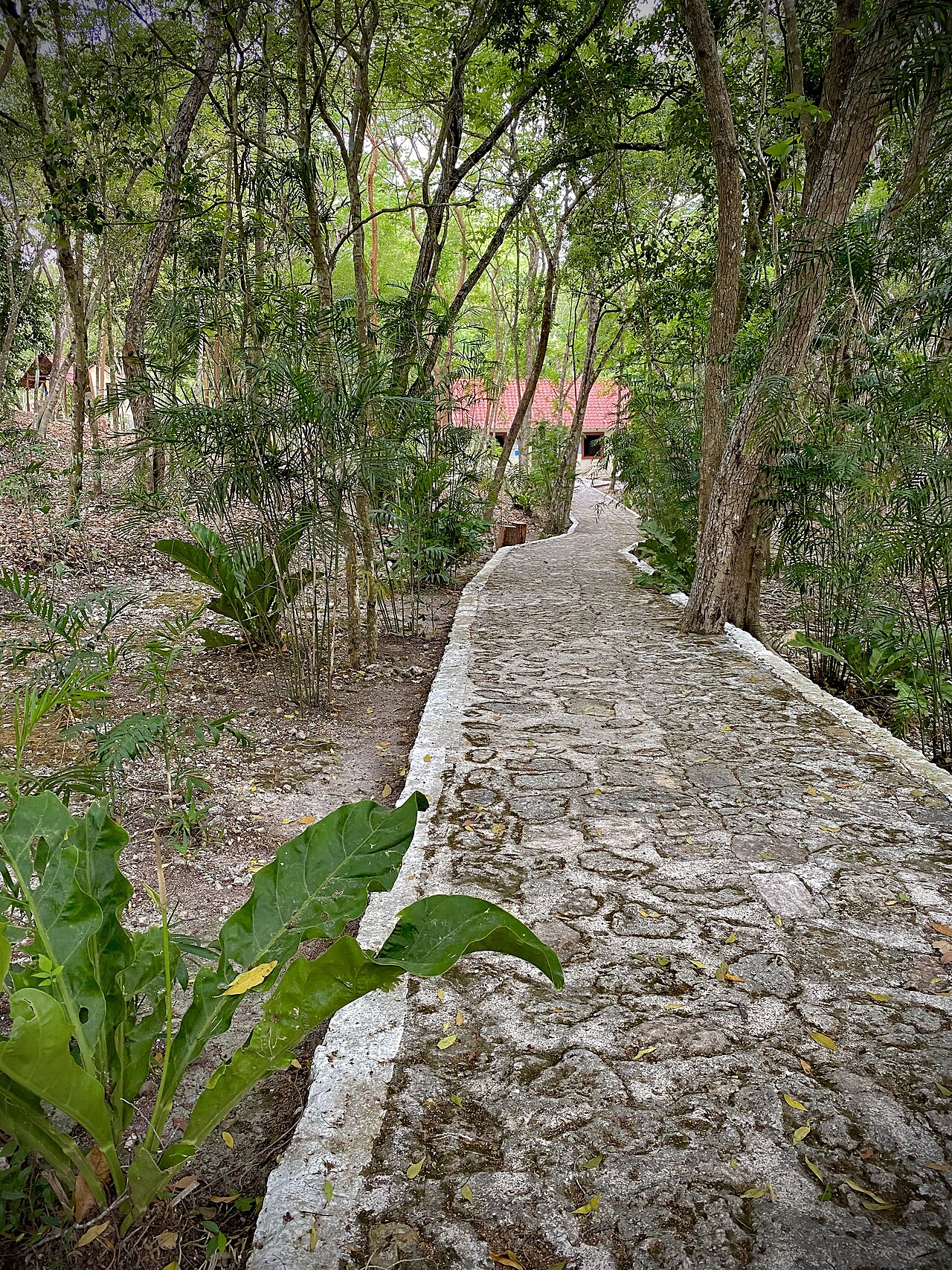 Photo of Zona arqueológica de Xpujil (5)