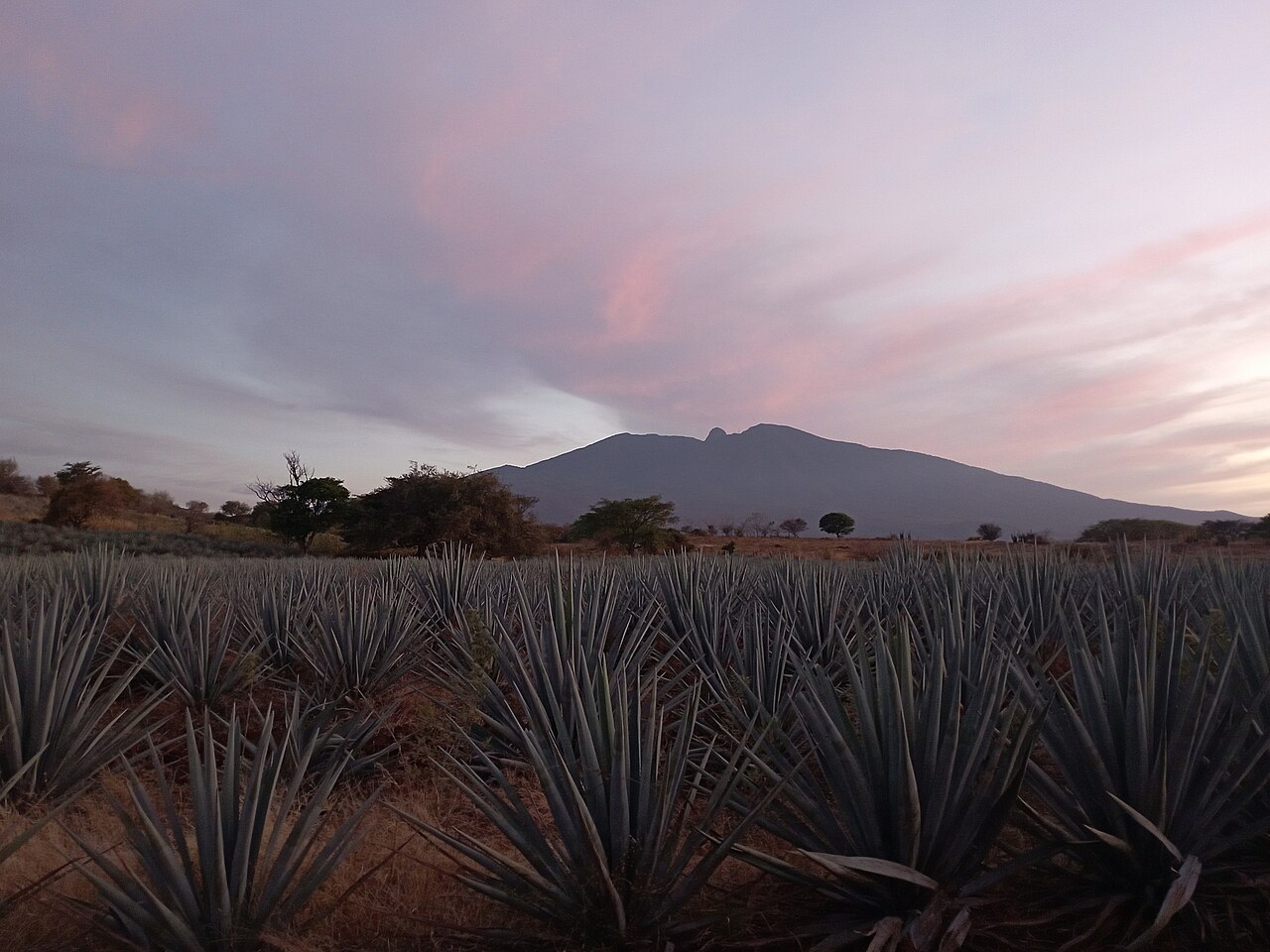Paisaje agavero de Tequila
