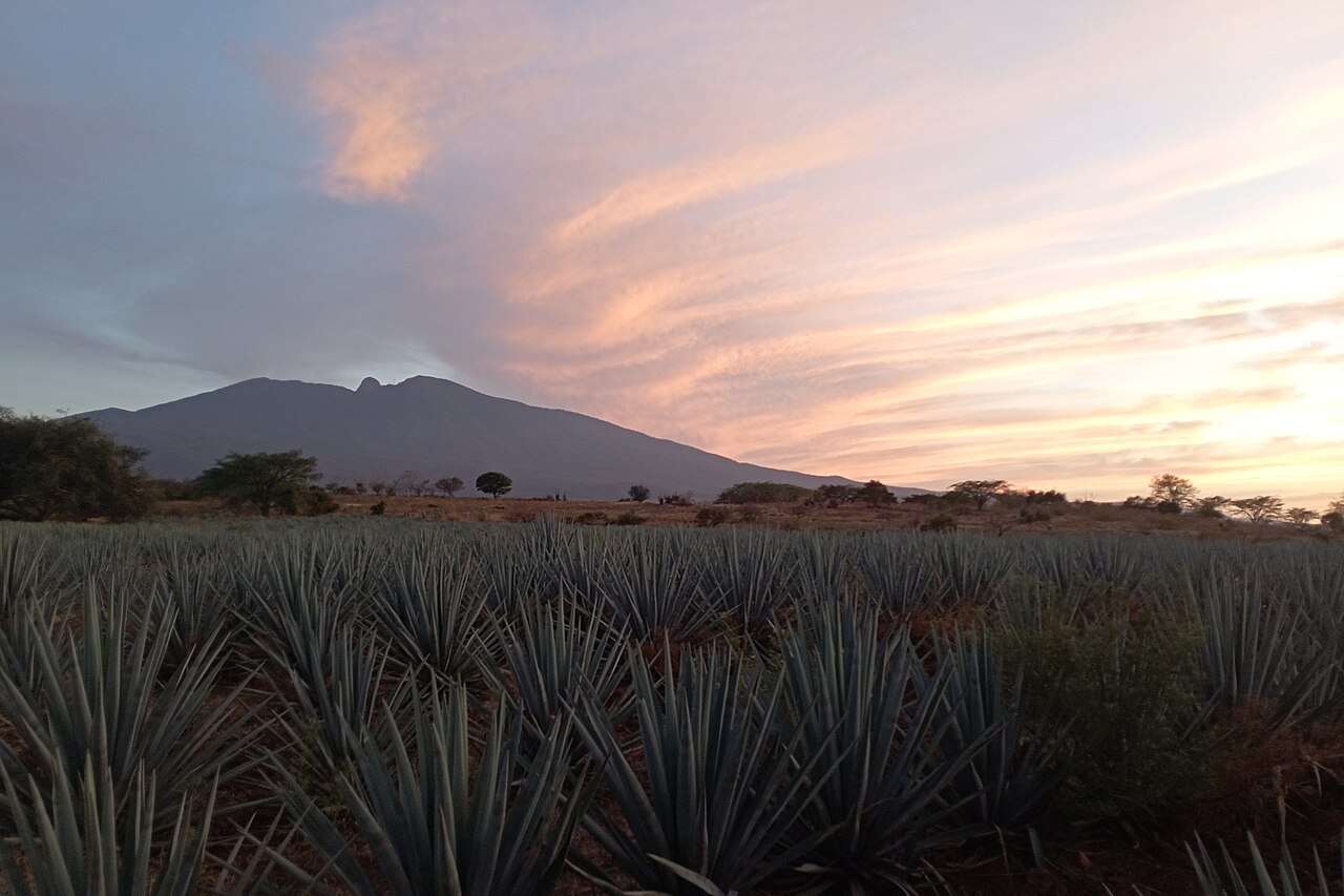 Foto de Paisaje agavero de Tequila (3)