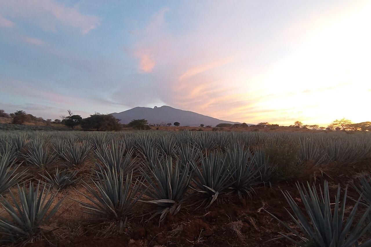 Foto de Paisaje agavero de Tequila (4)
