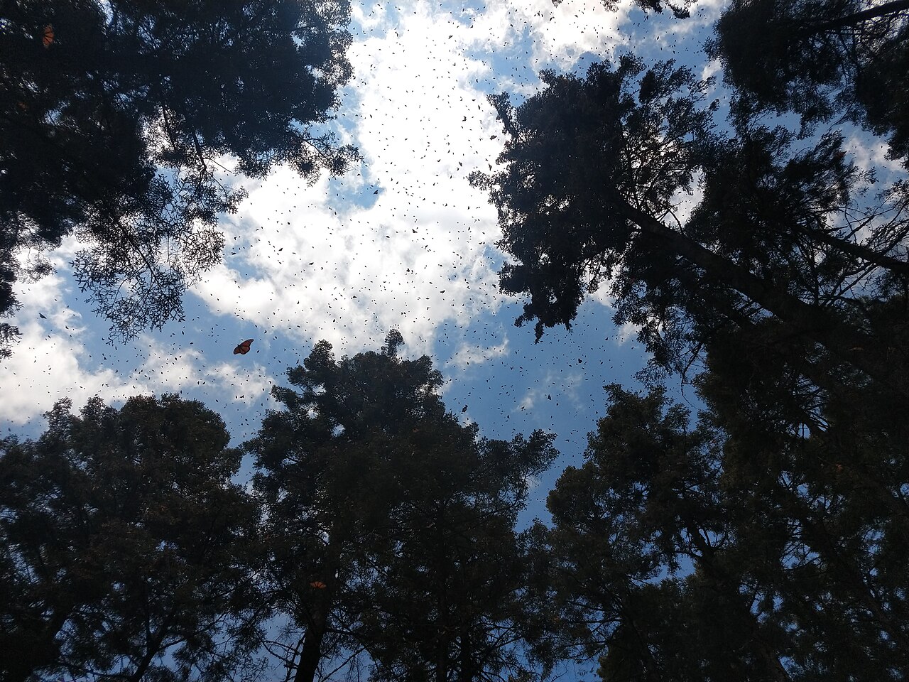 Foto de Santuario de la Mariposa Monarca El Rosario (3)