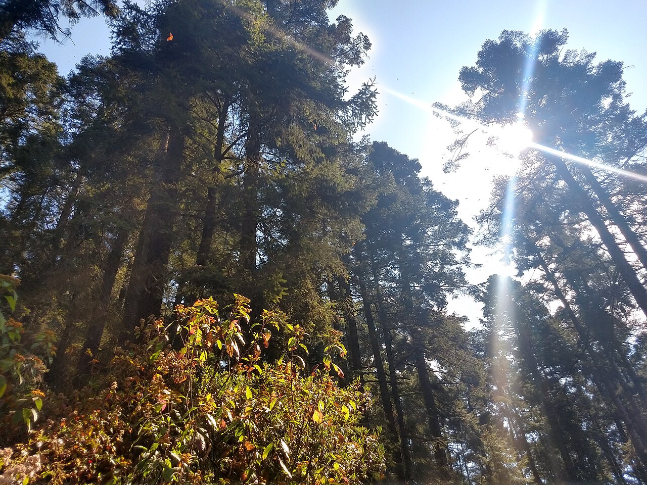 Foto de Santuario de la Mariposa Monarca El Rosario (4)
