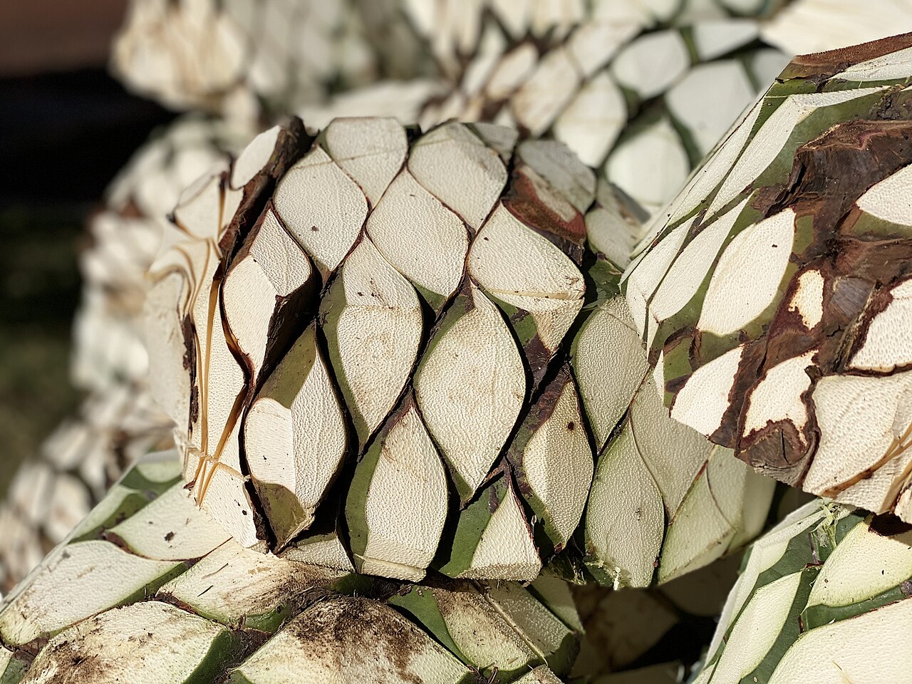 Foto de MEX 15: La Venta del Astillero → Tequila por Amatitán (5)