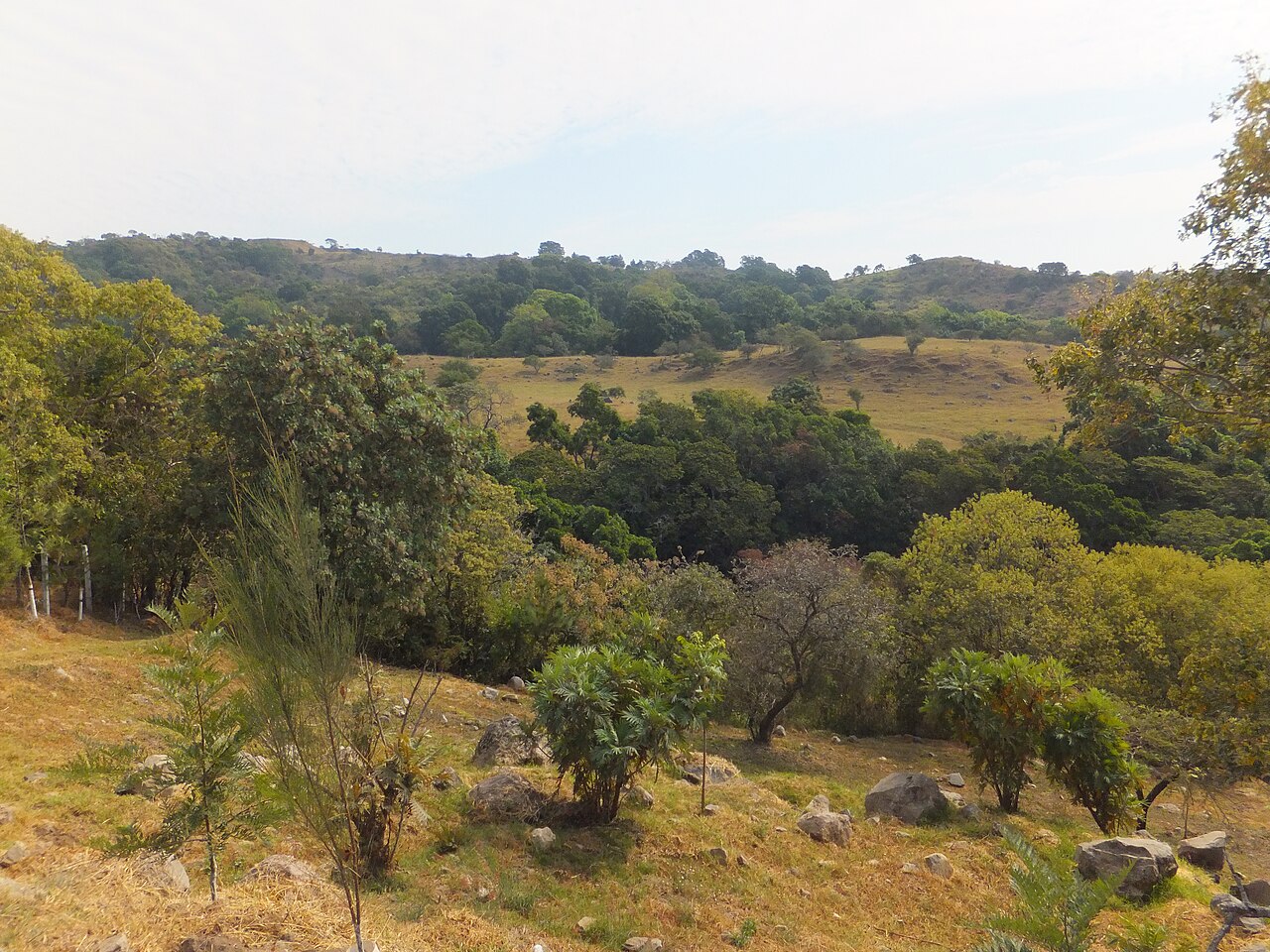 Comala → Laguna La María por Suchitlán