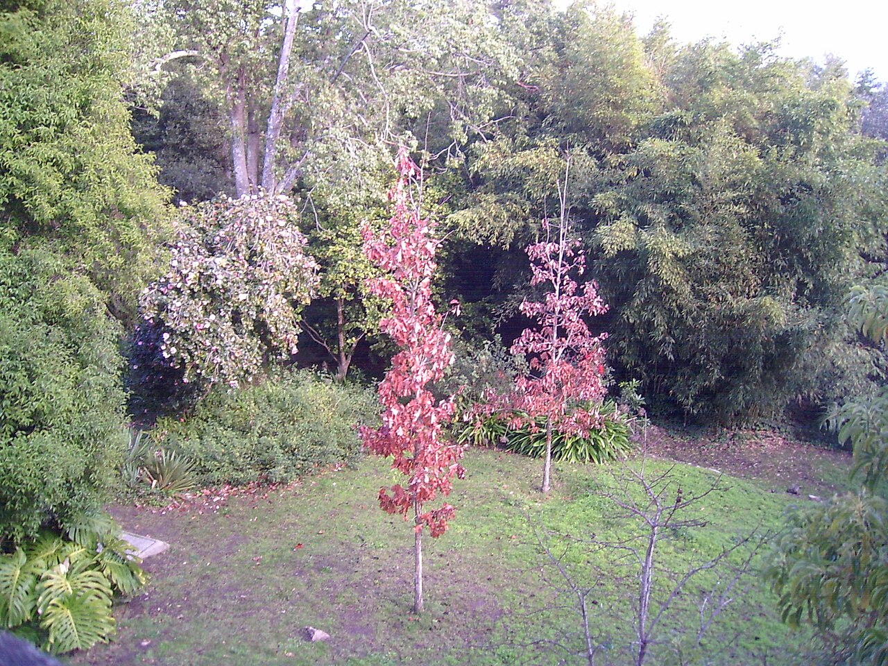 Foto de Arboretum Lussich (4)