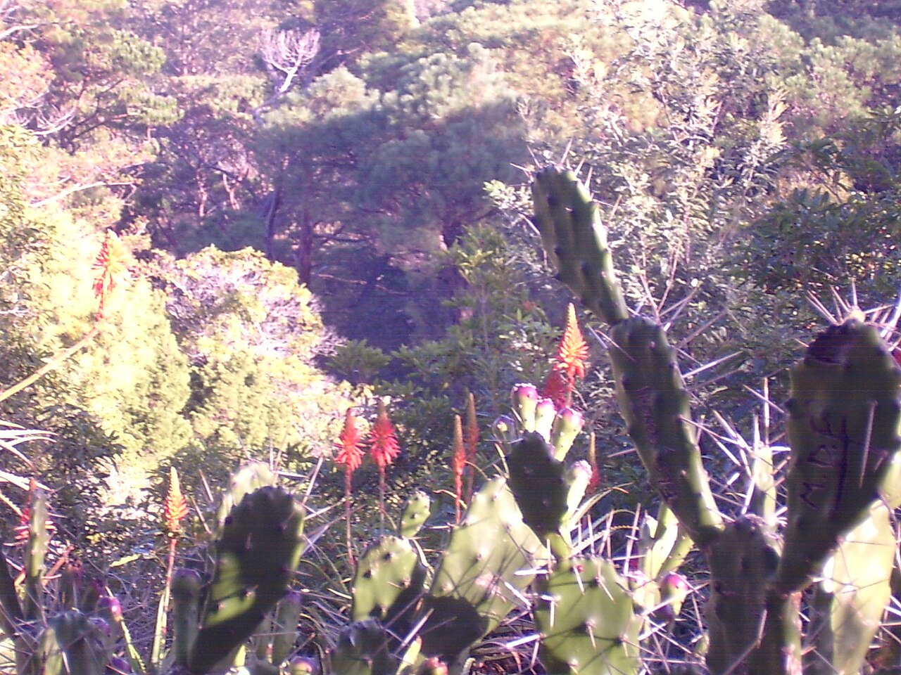 Foto de Arboretum Lussich (5)
