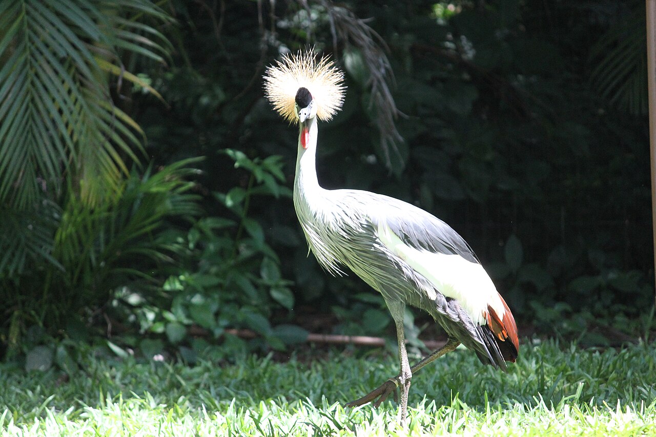 Foto de Parque das Aves (4)