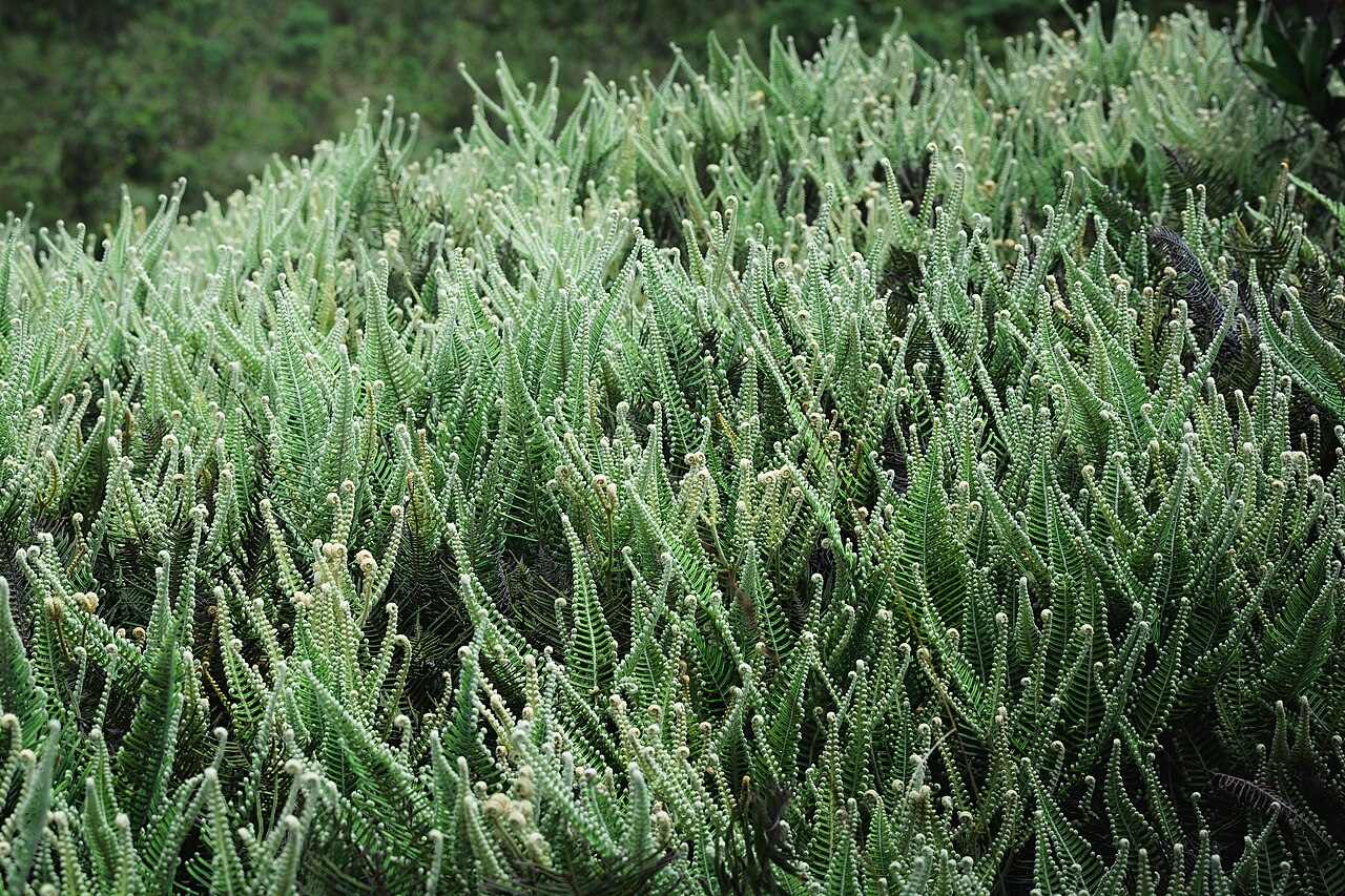 Foto de Cambará do Sul → Cânion Itaimbezinho (4)