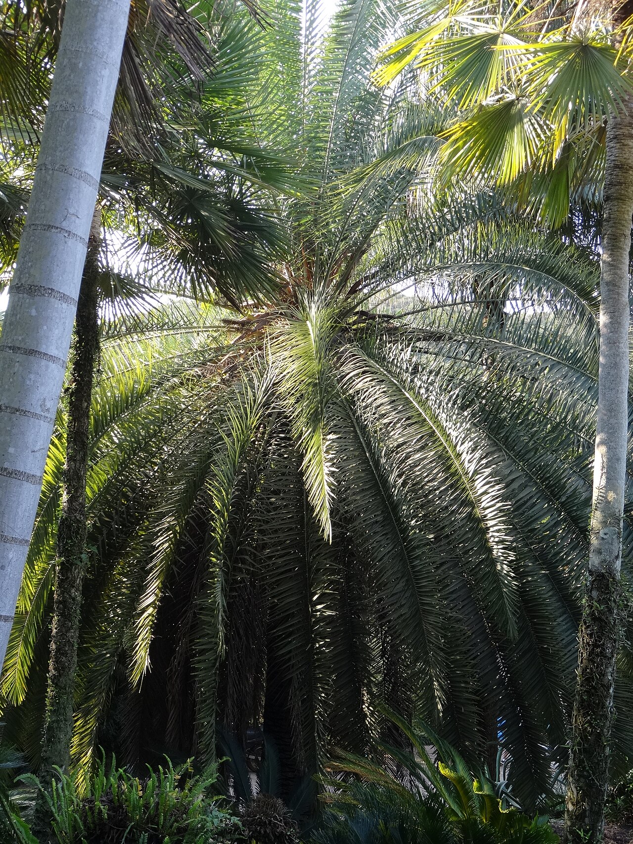 Photo of Inhotim (5)