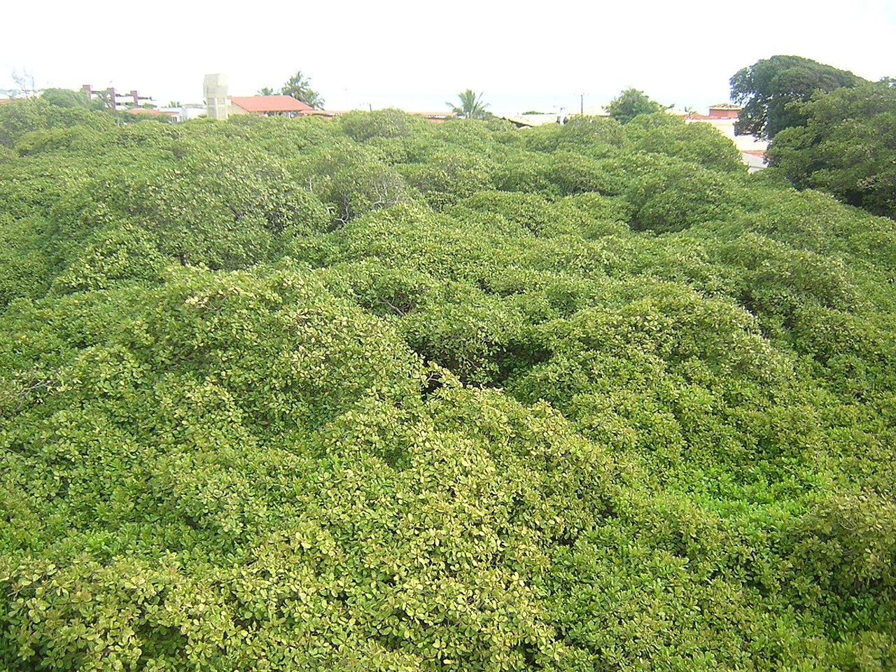 Cajueiro de Pirangi