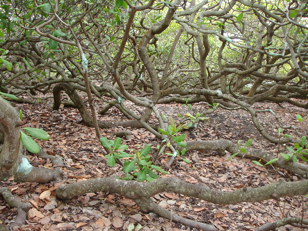 Foto de Cajueiro de Pirangi (3)