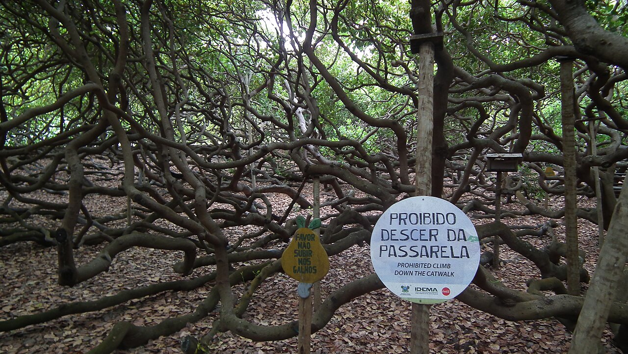 Foto de Cajueiro de Pirangi (4)