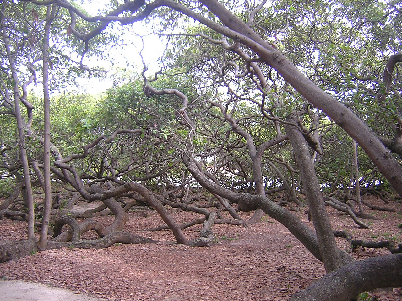 Foto de Cajueiro de Pirangi (5)