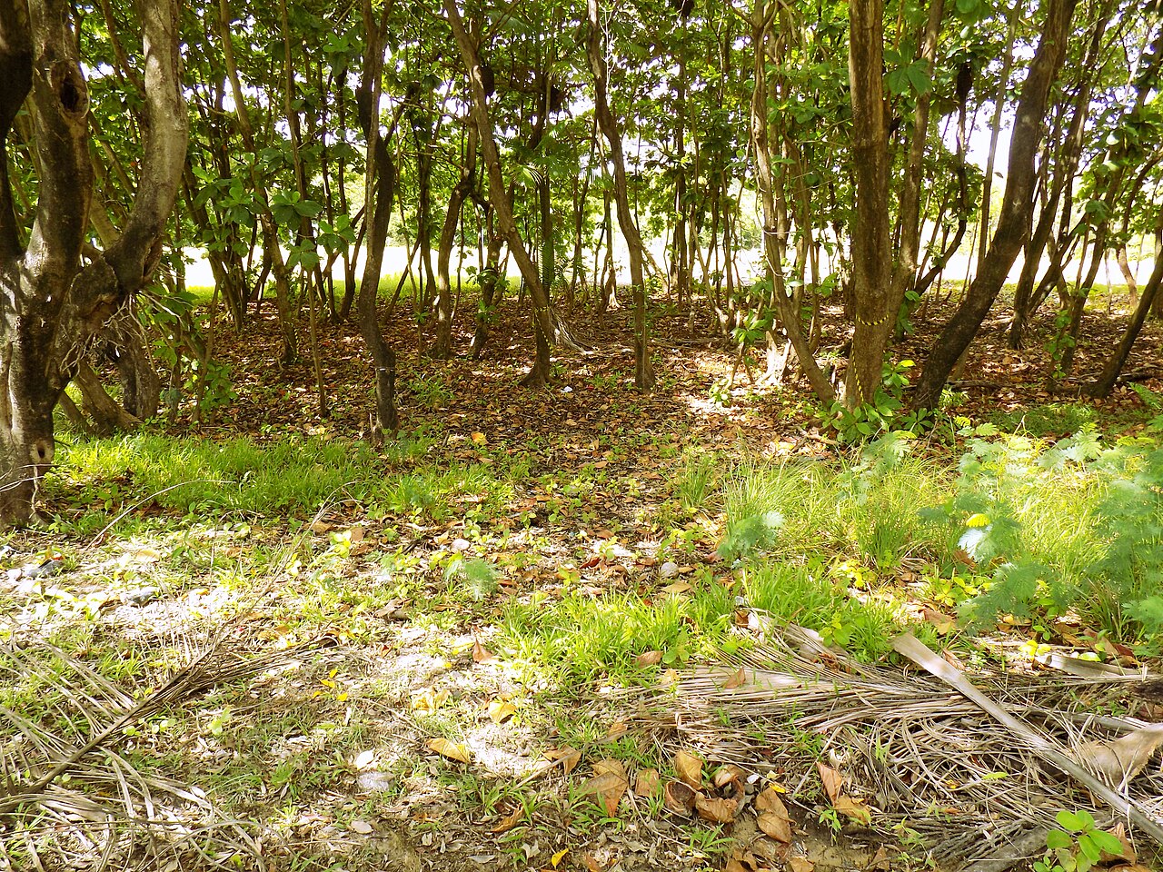 Foto de Lagoa da Jansen (4)